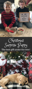 Christmas surprise puppy, our golden retriever puppy. the best gift under the tree this year! Buffalo check gift wrap, rae dunn dog bowls and a letter board. cute way to surprise your kids with a puppy at christmas!