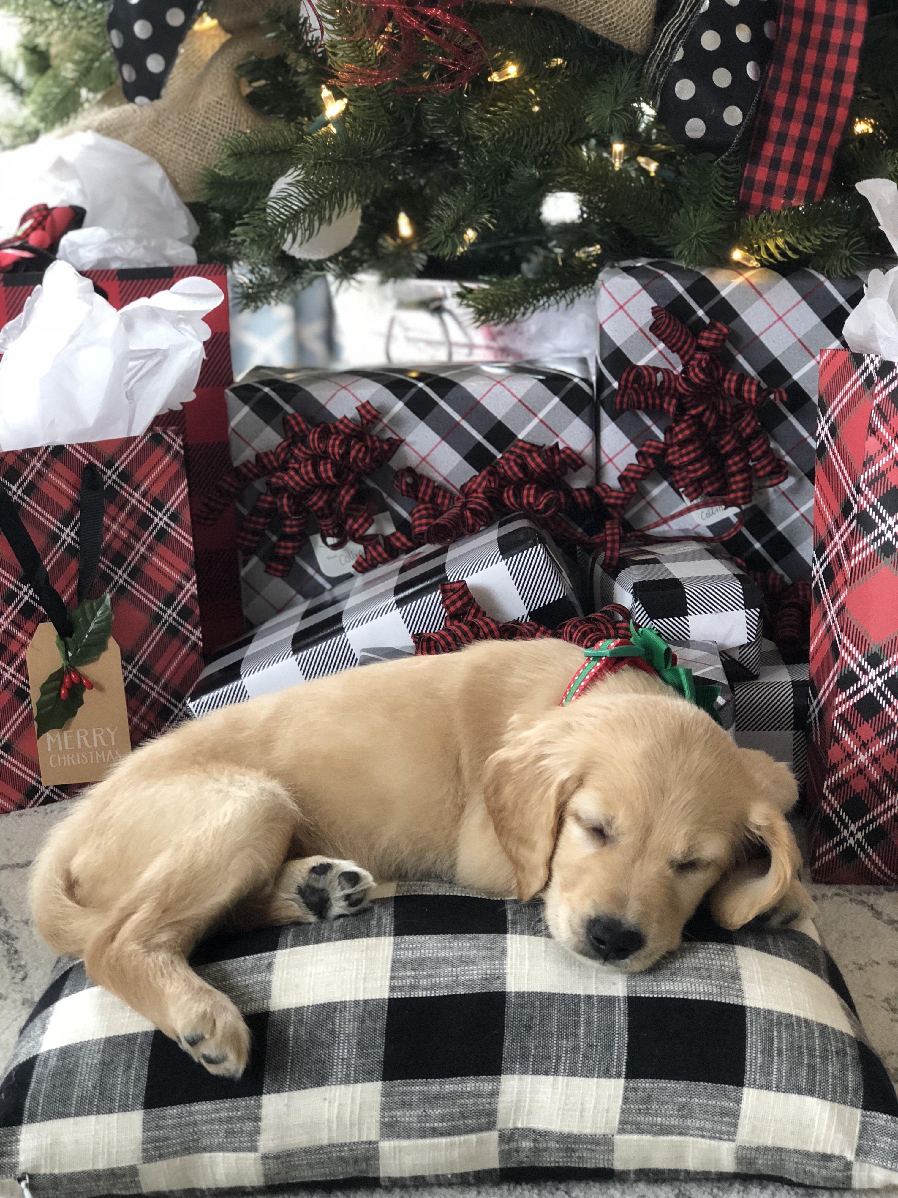 Christmas Surprise Puppy- how we pulled it off and got our sweet